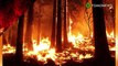 Kebijakan iklim tidak dapat atasi kerusakan hutan akibat kebakaran - TomoNews