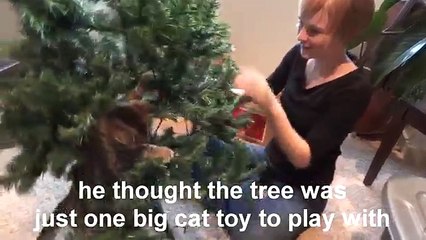 Oskar the Blind Kitten and the Christmas Tree