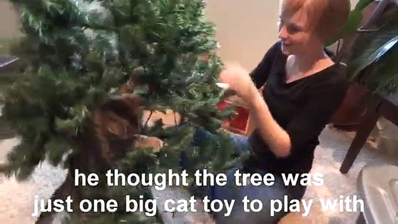 Oskar the Blind Kitten and the Christmas Tree