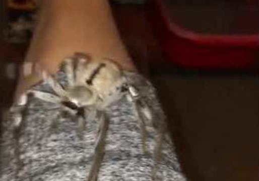 Woman Plays With 'Gentle' Huntsman Spiders in Queensland, Australia