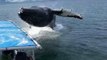 Humpback Soaks Alaska Whale Watchers During Close Encounter