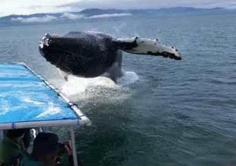 Humpback Soaks Alaska Whale Watchers During Close Encounter