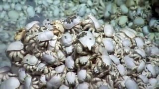 Spooky video of lost world sea life deep in the ocean