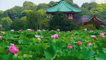 TOKYO JAPAN Lotus Flowers in Tokyo 上野公園・不忍池のハスと灯ろう流し 東京観光 花の名所案内