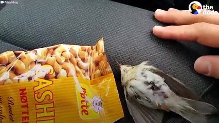 Freezing Bird Trapped on Car Roof Rescued by Perfect Guy | The Dodo