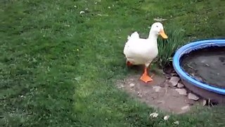 Ducks Flying in Slow Motion