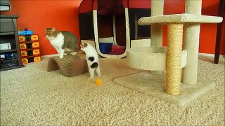 Exotic Shorthair Kitten (and mom) playing at 6 weeks