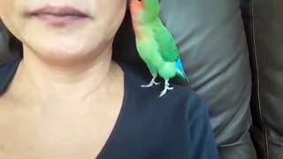 Lovebird ask for kiss..
