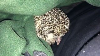 Slow Motion Hedgehog Anointing (feat. Blaise)