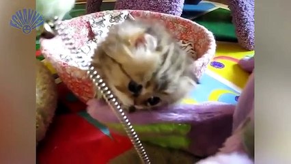 Funny cat little cat new 60 mins long video 1 hour