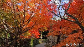 The four seasons in Kyoto(Japan), Autumn colors(new new)【new～12年の四季の京都、秋・紅葉】