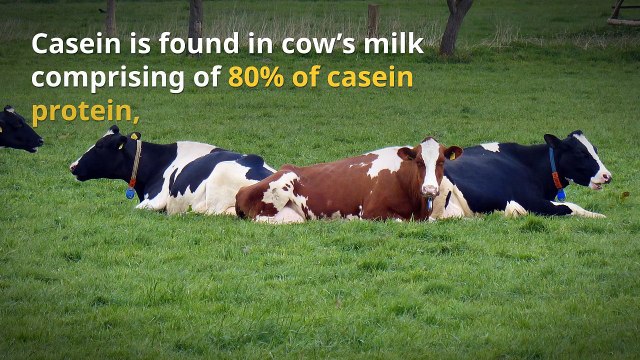 Benefits of Casein as Slow Release Protein