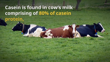 Benefits of Casein as Slow Release Protein