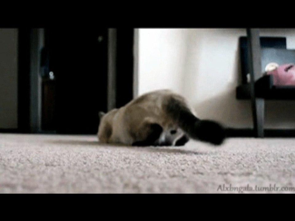 Cat Wiggle