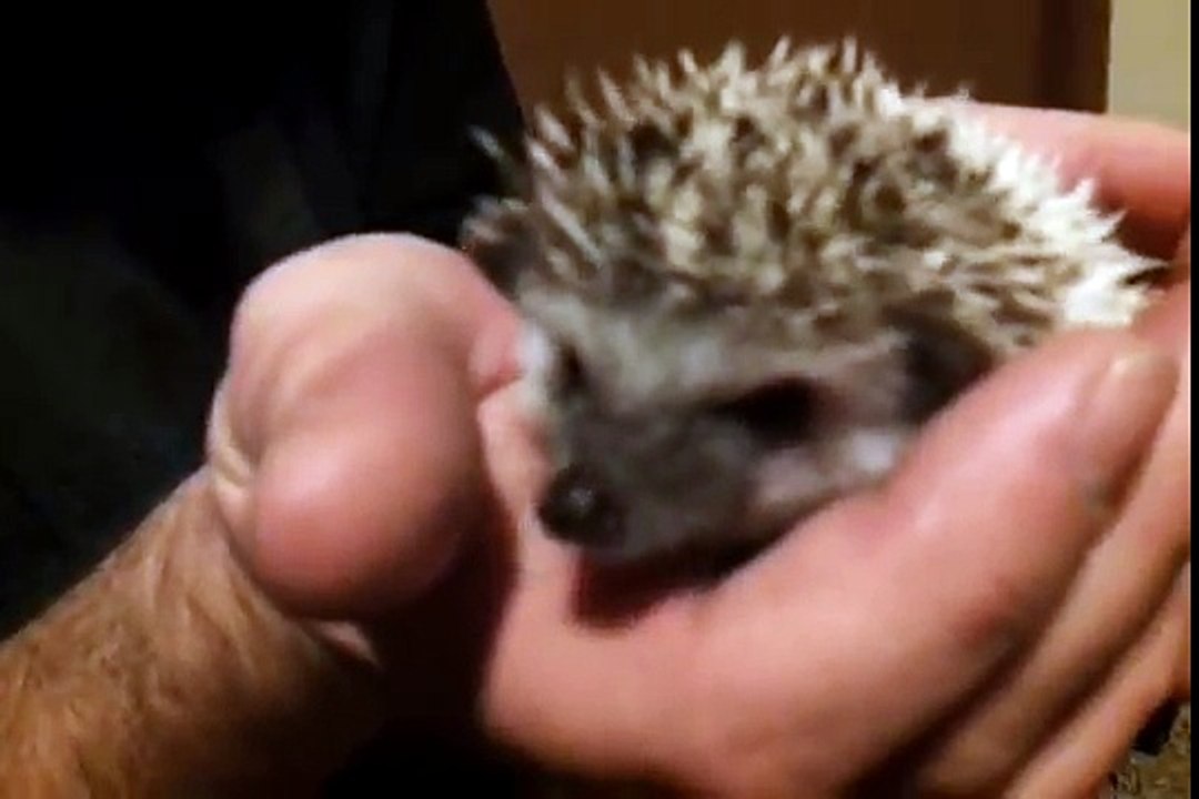 Hedgehog Unboxing: Skadi