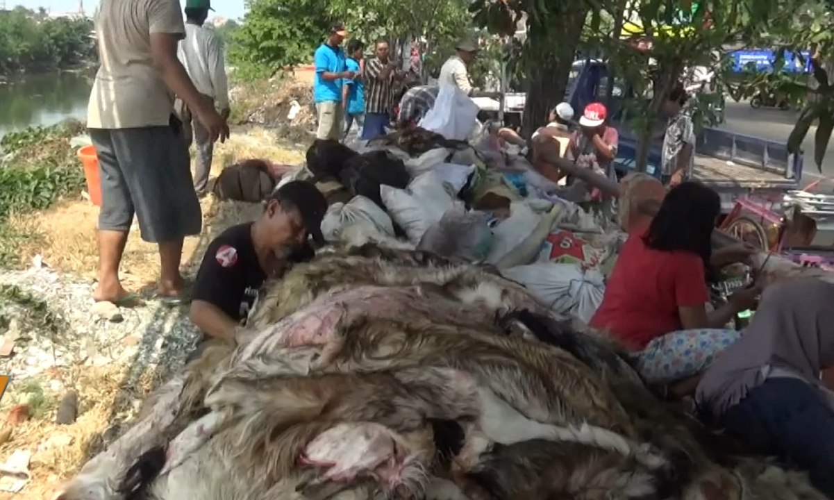 Pengepul Kulit Sapi Menuai Berkah Saat Idul Adha
