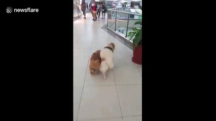 Blind dog has adorable Golden Retriever as seeing-eye guide