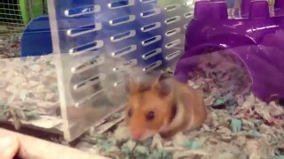 Cute teddy bear hamster at PetCo