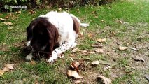 Adorable dog has a permanently wagging tail