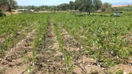 Bandırma'dan 45 Ülkeye Milyonlarca Ceviz Fidanı İhraç Ediliyor