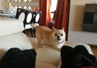 Ginger the Chunky Chihuahua Is Overjoyed By New Slippers