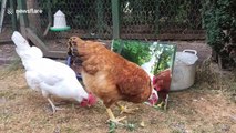 Baffled chickens encounter their reflections in a mirror