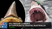 Gigi hiu besar ditemukan di Australia - TomoNews