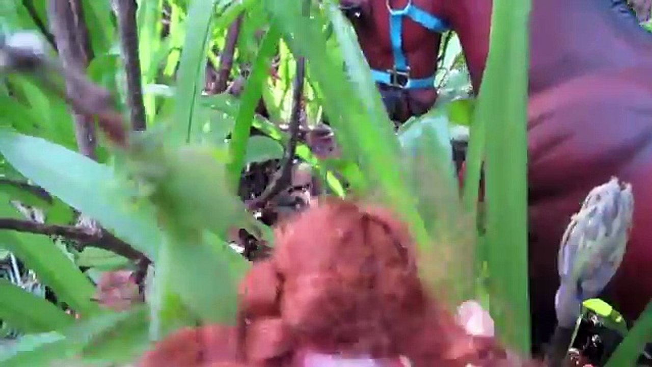 Breyer Horse Series: ~ F E A R ~ Episode: 2