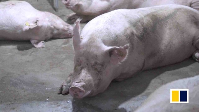 20,000 pigs culled amid African swine fever outbreak