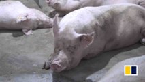 20,000 pigs culled amid African swine fever outbreak