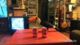 Toucan vs. 2 Cans (CAN CRUSHING!)