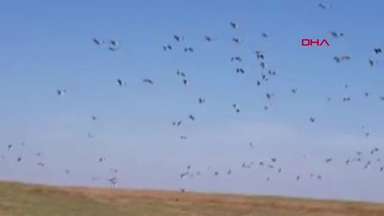 Antalya İstanbul'un Taşı Toprağı 'Leylek' Oldu