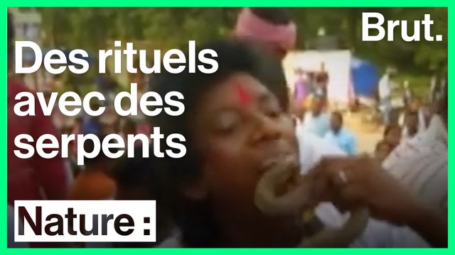 Une tradition indienne inquiète des militants de la cause animale