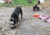 Older Dogs Try to Keep Up With Rescue Puppies' Backyard Shenanigans