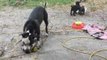 Older Dogs Try to Keep Up With Rescue Puppies' Backyard Shenanigans