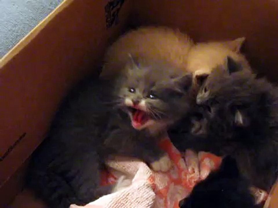mad kitty