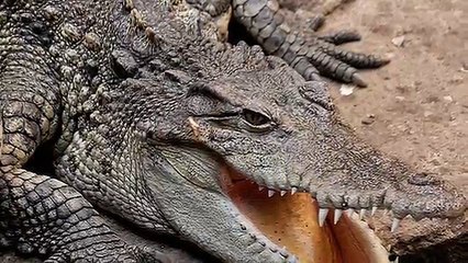 Crocodile Sounds and Pictures