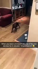 6 month old pup trashes living room when he was left alone