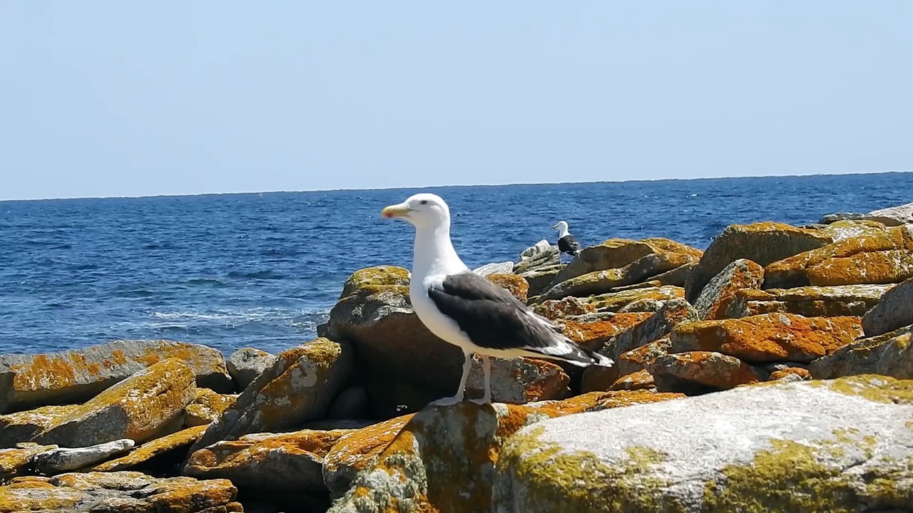 11/07/2018 Oiseaux sur l'île du Loc'h