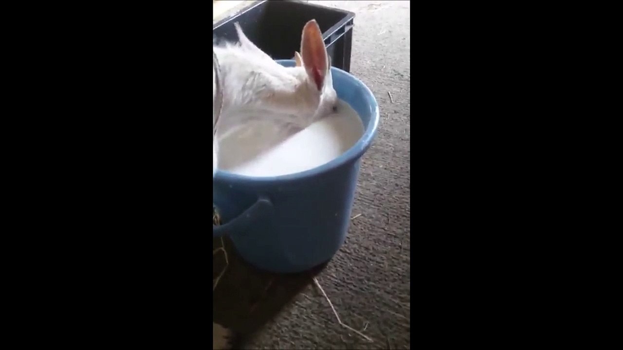 Cette chèvre boit du lait en apnée