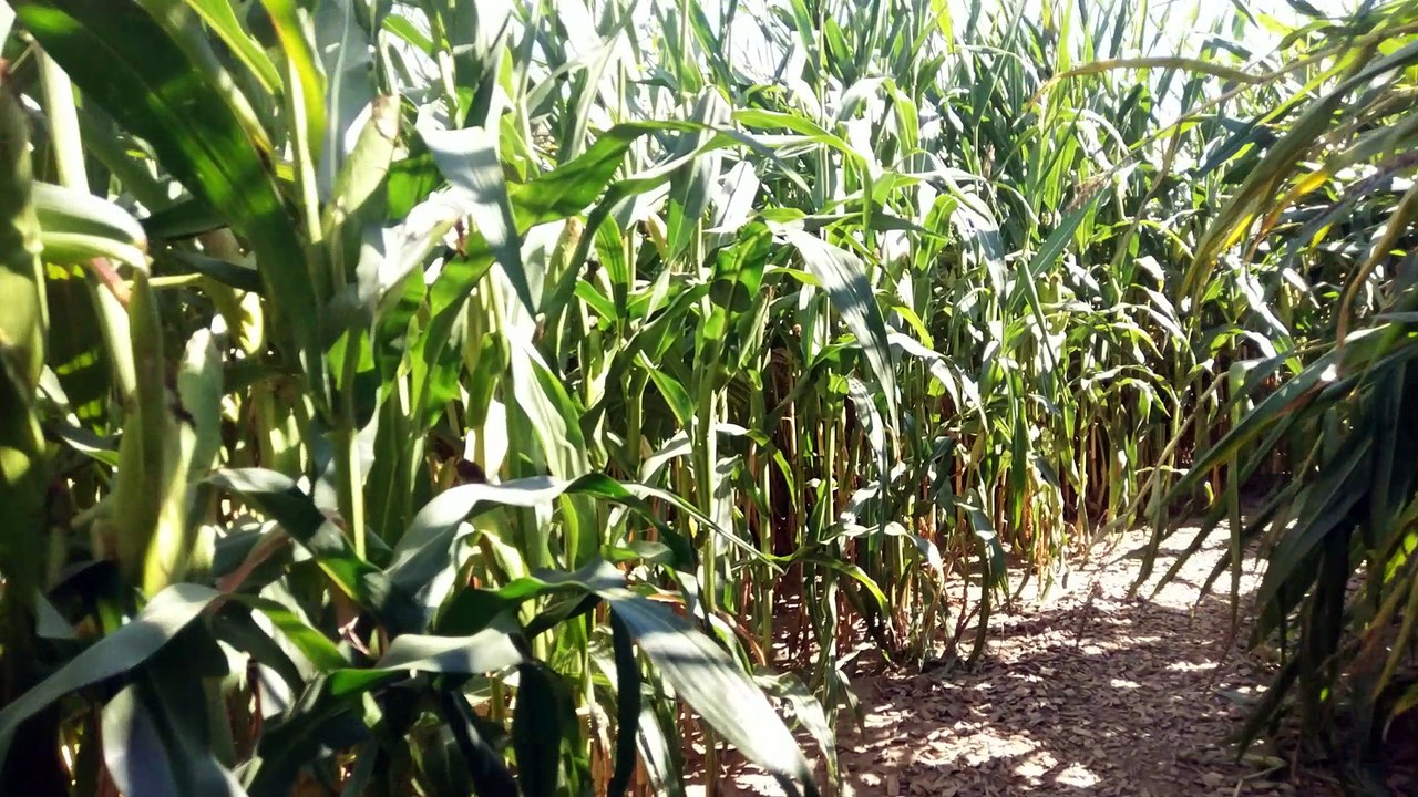 Maislabyrinth Wolfenhausen August 2018 - die Suche...