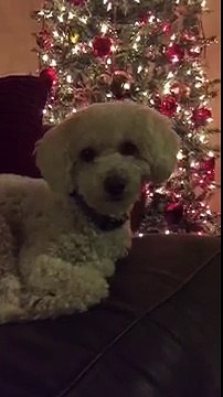 Elle endort son chien en lui chantant une chanson de Noël