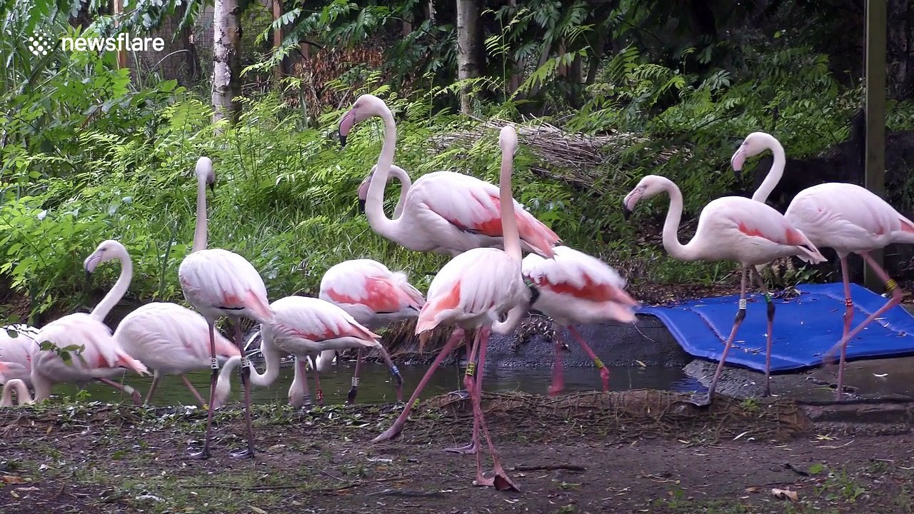 London Zoo carries out annual weigh-in of animals