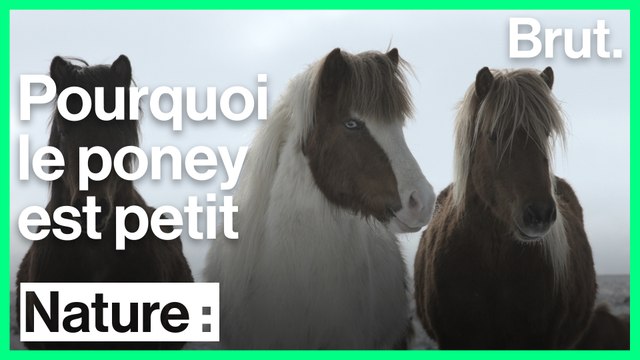 Pourquoi les poneys sont si petits