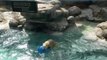 Polar Bear Has a Ball With Favourite Toy at North Carolina Zoo