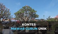 Kontes Mawar Gurun Unik di Bali