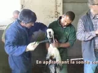 Races anciennes et gestion des milieux SARDAIGNE 2007