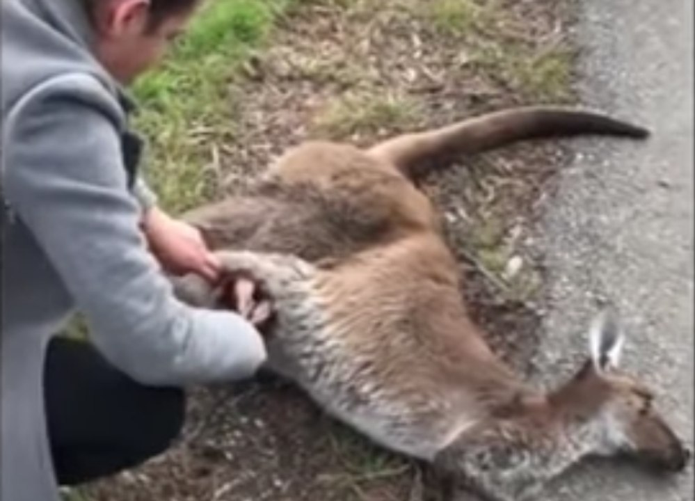 Une femme sauve un bébé kangourou piégé dans la poche de sa mère décédée