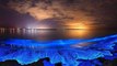 Elle filme un phénomène naturel féérique de bioluminescence sur une plage en Australie