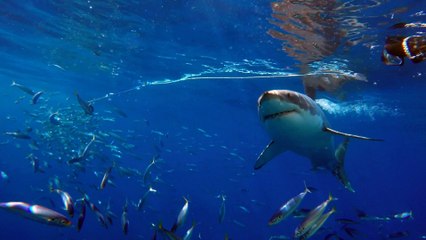 Huge Great White Shark swimming over diver.